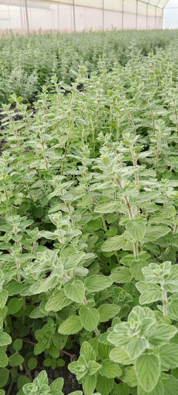 Greenhouse herb production