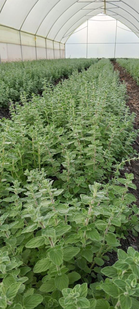 Herbs growing in a Takona Agrovista greenhouse