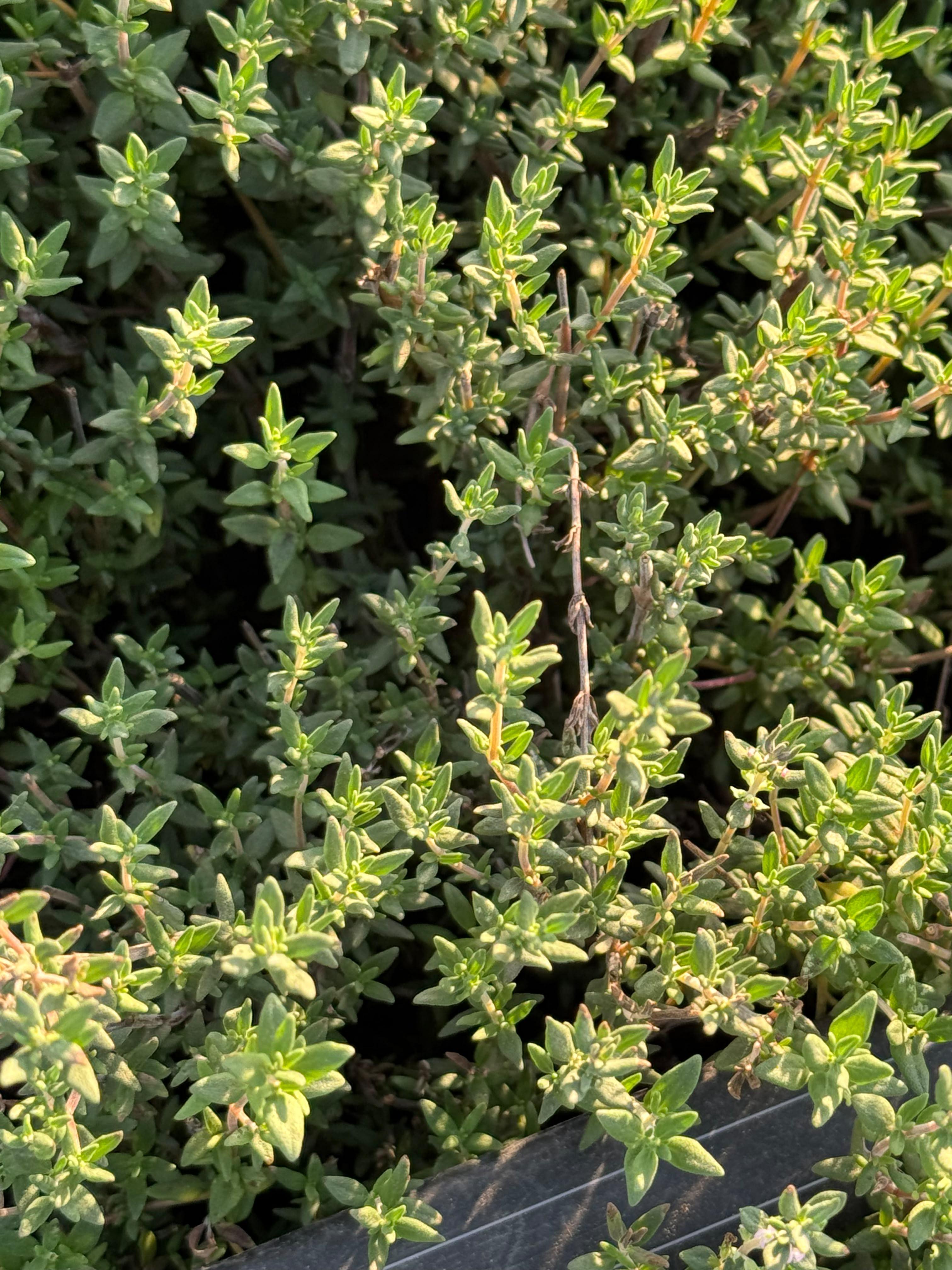 Fresh thyme detail